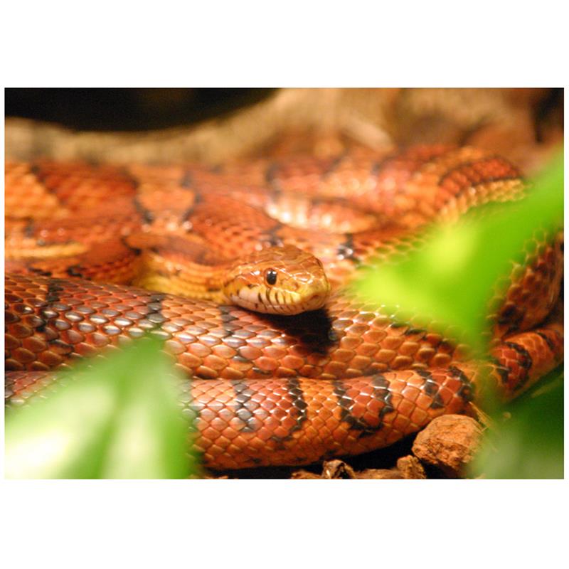 Sarpe Elaphe guttata Corn Snake - imagine 5